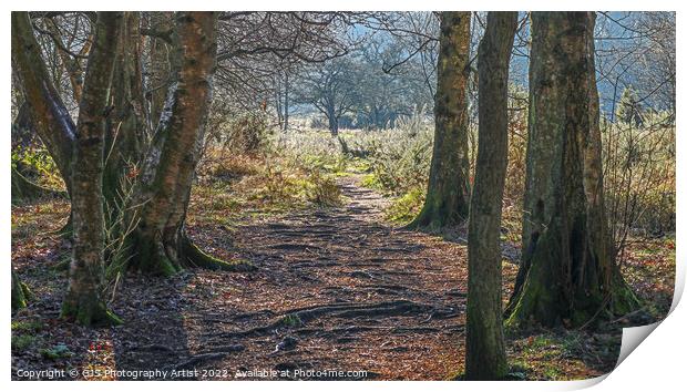 Root Pathway Print by GJS Photography Artist