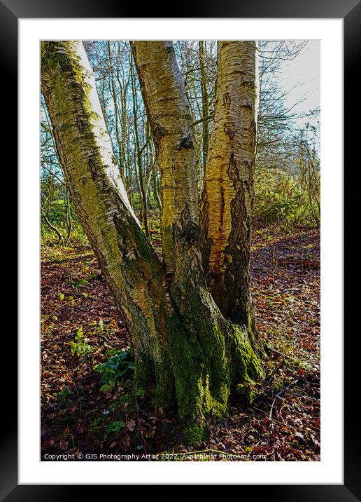 One Divide By Tree Framed Mounted Print by GJS Photography Artist