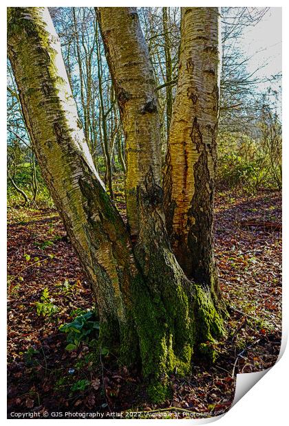 One Divide By Tree Print by GJS Photography Artist