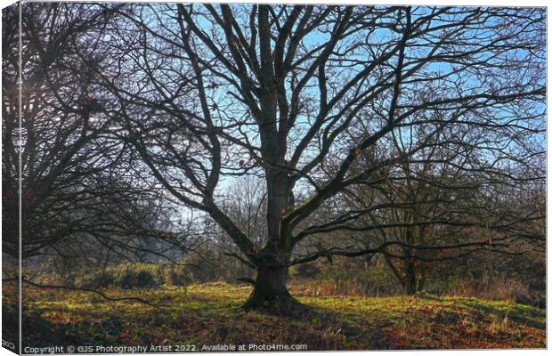Bare Tree Branches Like Tenticles Canvas Print by GJS Photography Artist