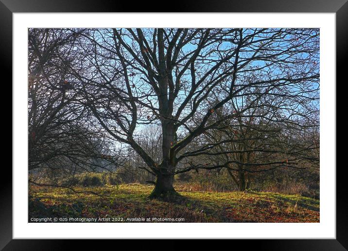 Bare Tree Branches Like Tenticles Framed Mounted Print by GJS Photography Artist