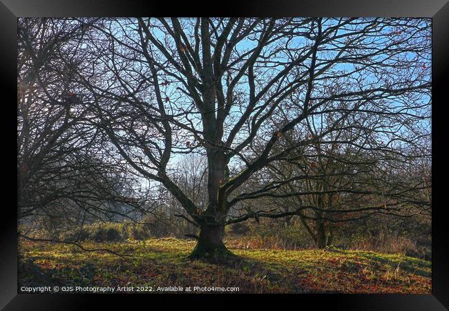 Bare Tree Branches Like Tenticles Framed Print by GJS Photography Artist