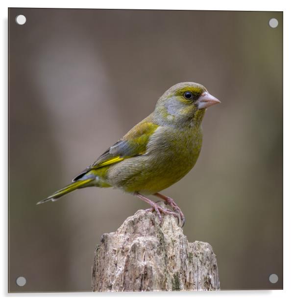 Greenfinch (Chloris chloris) Acrylic by chris smith