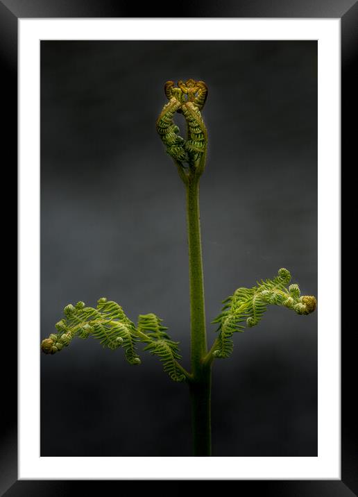 Fern Framed Mounted Print by chris smith