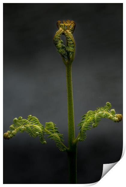 Fern Print by chris smith