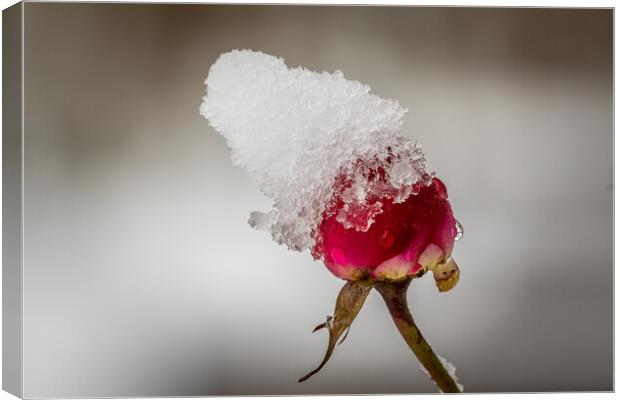 Red rose with snow Canvas Print by chris smith