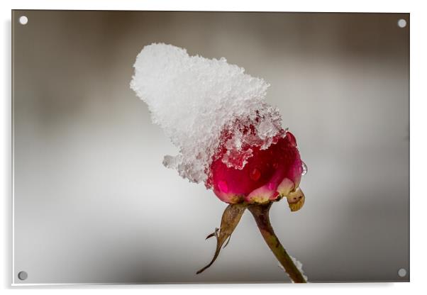 Red rose with snow Acrylic by chris smith