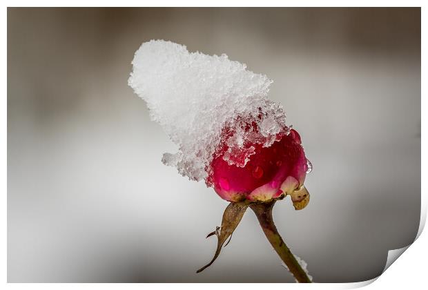 Red rose with snow Print by chris smith