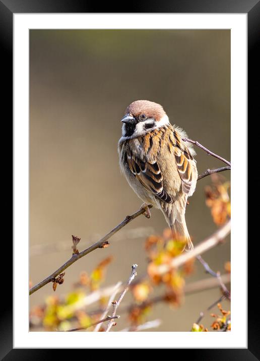 Tree sparrow (Passer montanus) Framed Mounted Print by chris smith