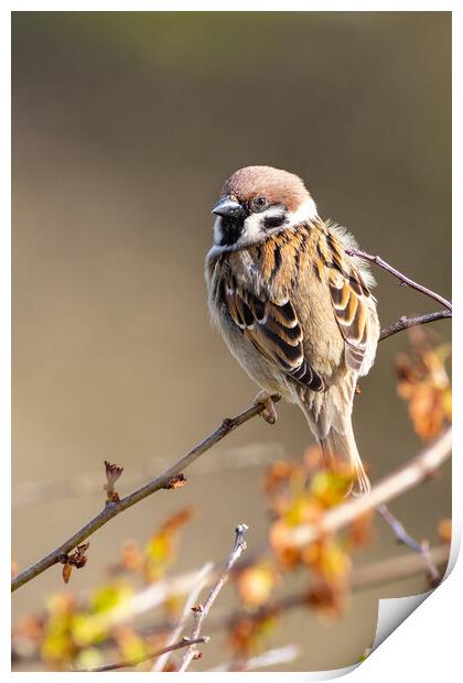 Tree sparrow (Passer montanus) Print by chris smith