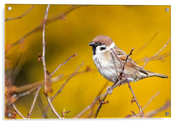 Tree sparrow (Passer montanus) Acrylic by chris smith