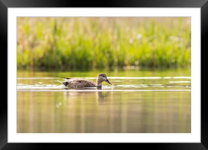 Gadwall (Anas strepera) Framed Mounted Print by chris smith