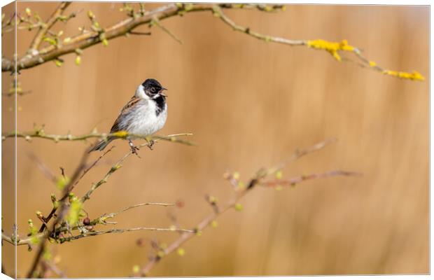 Reed bunting (Emberiza schoeniclus) Canvas Print by chris smith