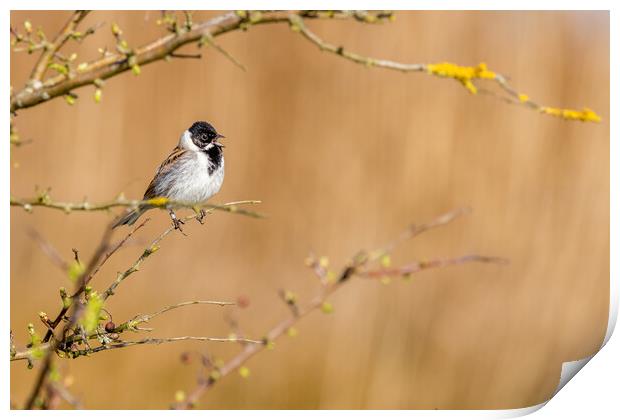 Reed bunting (Emberiza schoeniclus) Print by chris smith