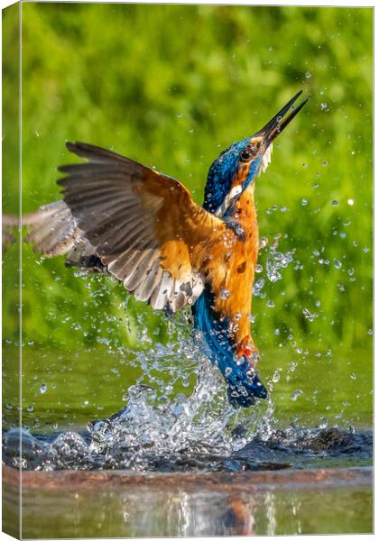 kingfisher (Alcedo atthis) Canvas Print by chris smith