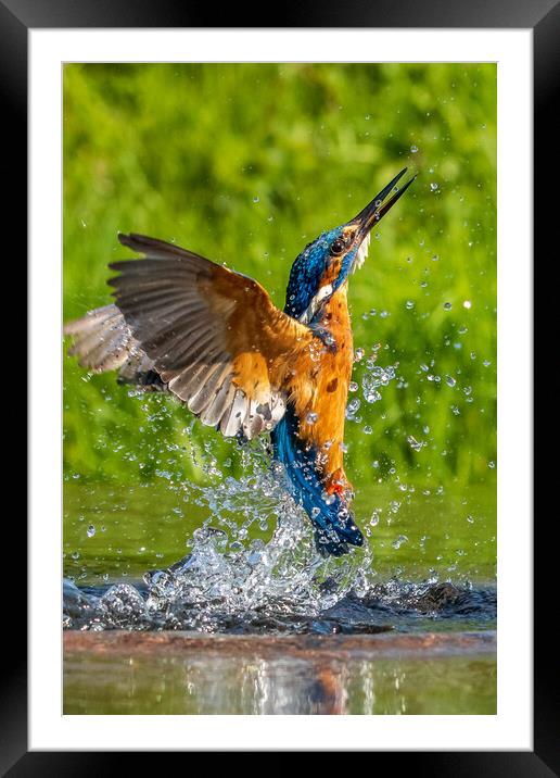 kingfisher (Alcedo atthis) Framed Mounted Print by chris smith