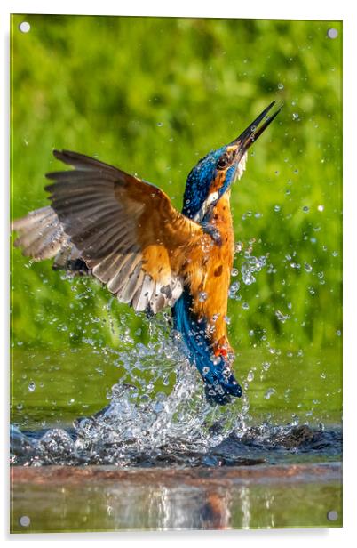 kingfisher (Alcedo atthis) Acrylic by chris smith