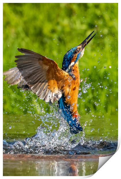 kingfisher (Alcedo atthis) Print by chris smith