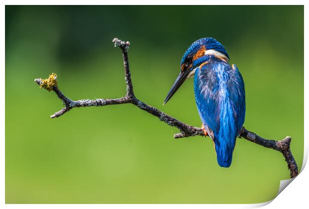 kingfisher (Alcedo atthis) Print by chris smith