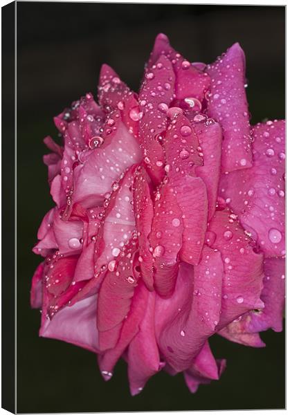 Pink Rose, Dawn Cussons Canvas Print by Steve Purnell
