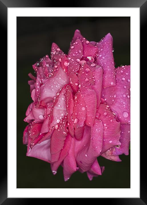 Pink Rose, Dawn Cussons Framed Mounted Print by Steve Purnell