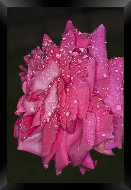 Pink Rose, Dawn Cussons Framed Print by Steve Purnell