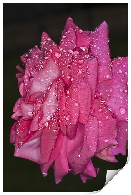 Pink Rose, Dawn Cussons Print by Steve Purnell