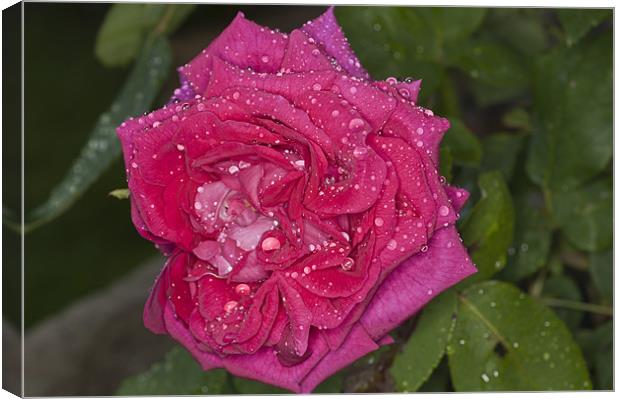 Pink Rose, Dawn Cussons Raindrops Canvas Print by Steve Purnell