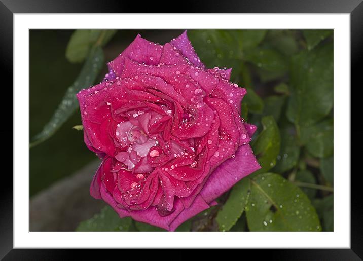 Pink Rose, Dawn Cussons Raindrops Framed Mounted Print by Steve Purnell