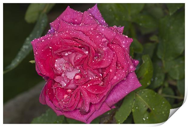 Pink Rose, Dawn Cussons Raindrops Print by Steve Purnell