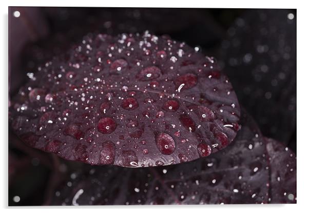 Raindrops on leaf Acrylic by Steve Purnell