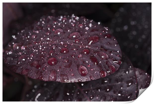 Raindrops on leaf Print by Steve Purnell