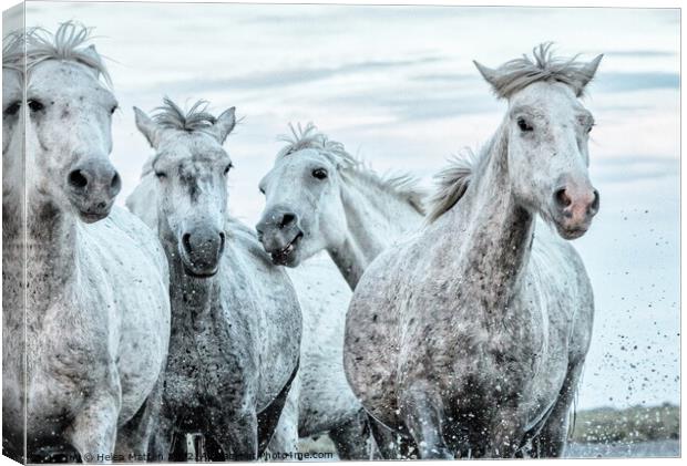 A close up of a group of young Camargue horses Canvas Print by Helkoryo Photography