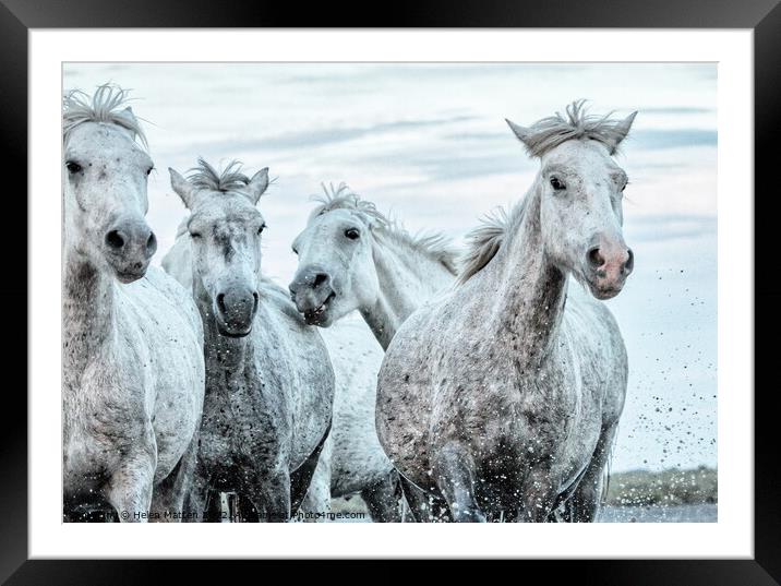 A close up of a group of young Camargue horses Framed Mounted Print by Helkoryo Photography