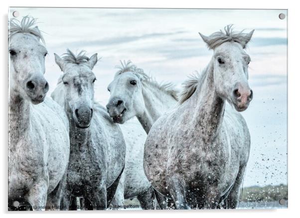 A close up of a group of young Camargue horses Acrylic by Helkoryo Photography