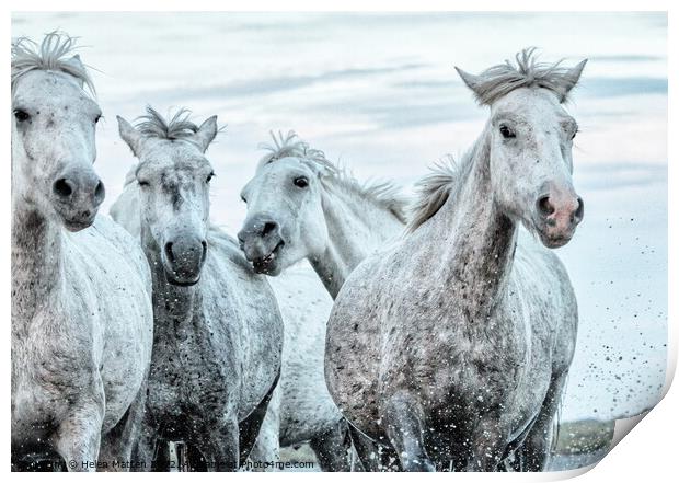 A close up of a group of young Camargue horses Print by Helkoryo Photography