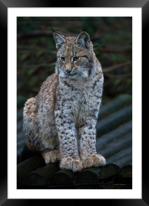 Look At My Big Paws Framed Mounted Print by rawshutterbug 