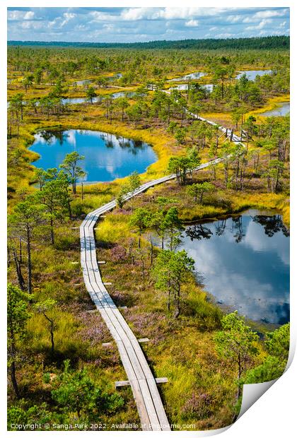 Kemeri National Park Bog trail in Latvia Print by Sanga Park