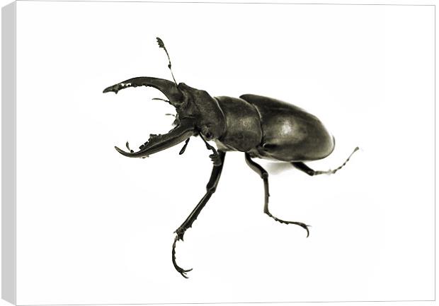 stag beetle still life Canvas Print by Heather Newton