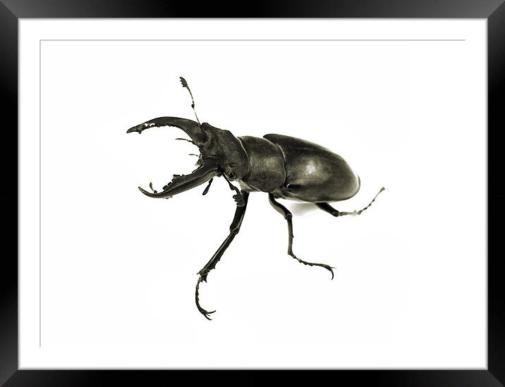 stag beetle still life Framed Mounted Print by Heather Newton