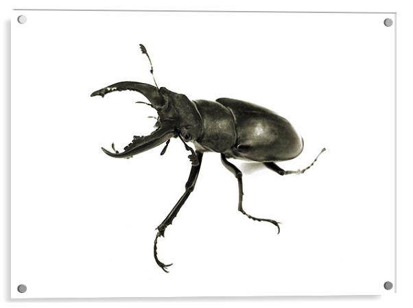 stag beetle still life Acrylic by Heather Newton