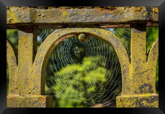Dew glistening cobweb on gate Framed Print by Steve Heap