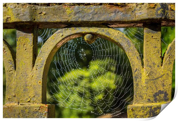 Dew glistening cobweb on gate Print by Steve Heap