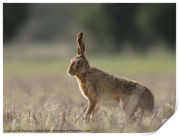 Brown Hare Print by Stephen Durrant