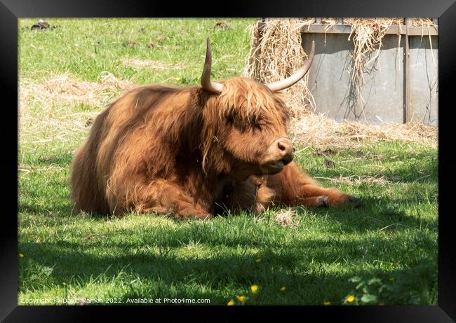 A large brown Highland cow in a grassy field Framed Print by Photogold Prints