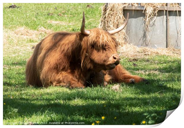 A large brown Highland cow in a grassy field Print by Photogold Prints