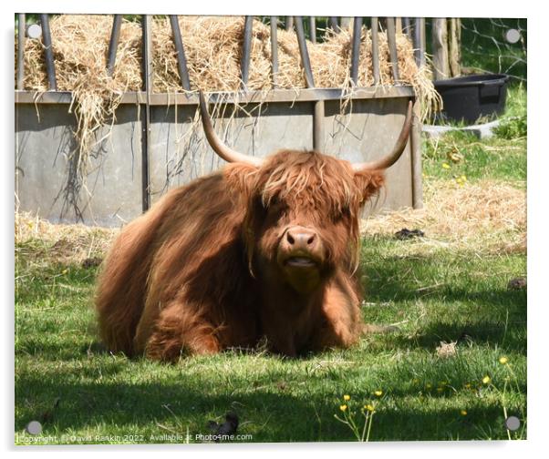 A large brown Highland cow sitting in the grass Acrylic by Photogold Prints