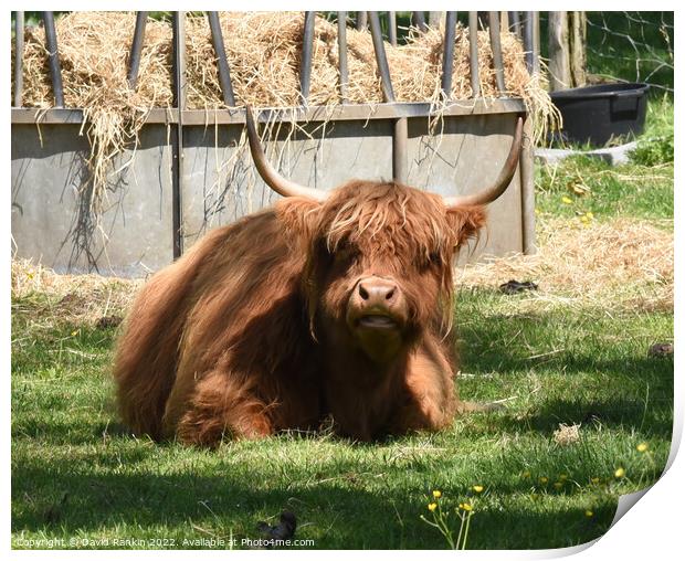 A large brown Highland cow sitting in the grass Print by Photogold Prints