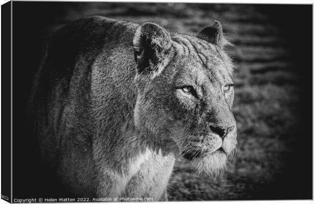 A lioness looking past the camera black and white Canvas Print by Helkoryo Photography