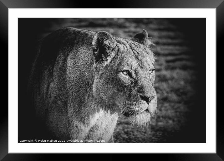 A lioness looking past the camera black and white Framed Mounted Print by Helkoryo Photography